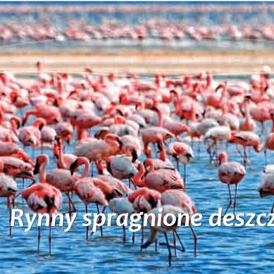 flamingo fot